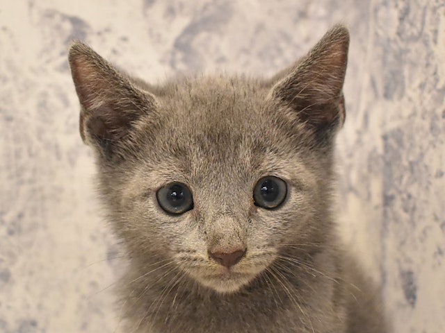 埼玉県のロシアンブルー (ペッツワン本庄早稲田店/2024年6月3日生まれ/男の子/ブルー)の子猫